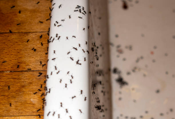 Best Exterminator Services  in Milton, WI