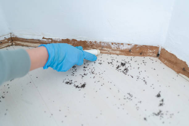 Best Wasp Removal Services  in Milton, WI